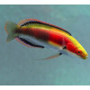 Katherine's Fairy Wrasse (Cirrhilabrus Katherinae) Male