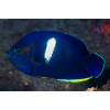 Keyhole Angelfish (Centropyge Tibicin)