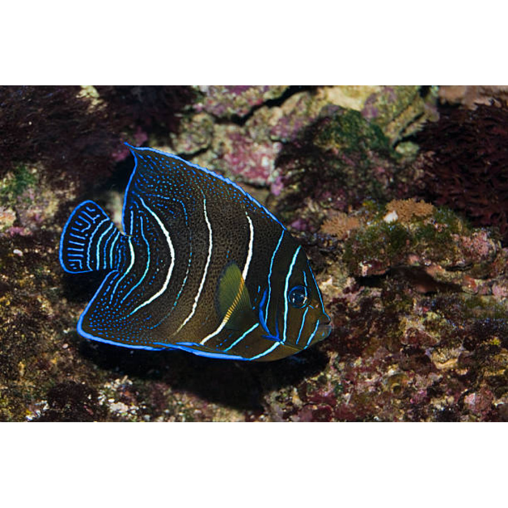 Koran Angelfish (Pomacanthus Semicirculatus) Juvenile