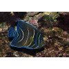 Koran Angelfish (Pomacanthus Semicirculatus) Juvenile