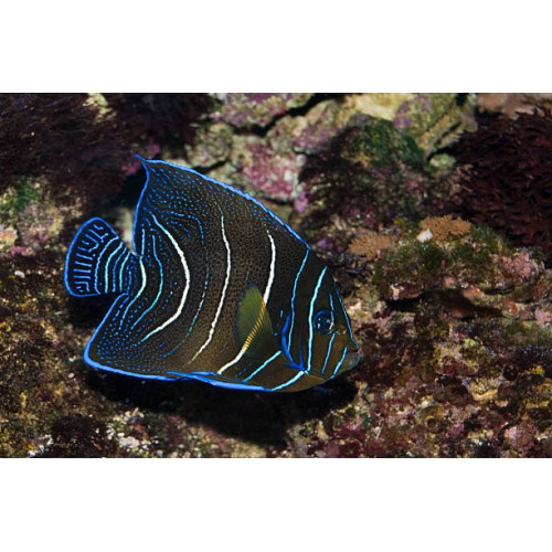 Koran Angelfish (Pomacanthus Semicirculatus) Juvenile
