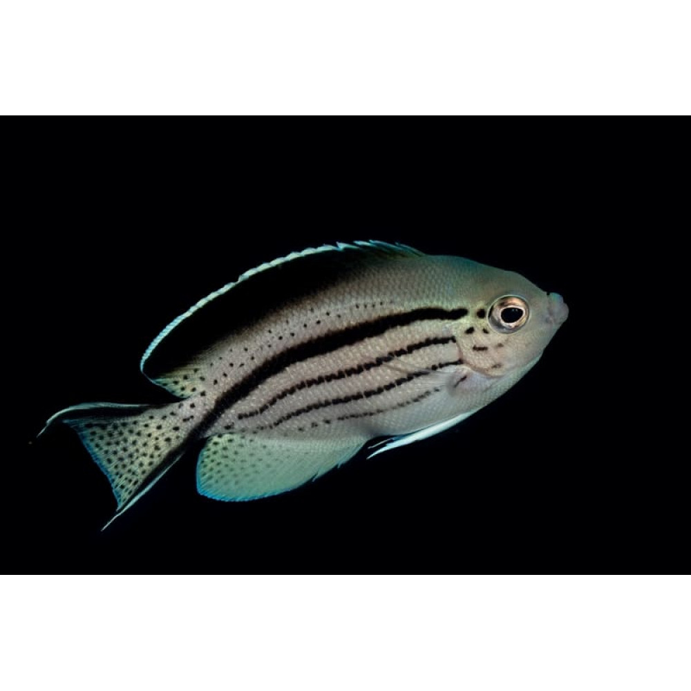 Lamarck Angel (Genicanthus Lamarck) Female
