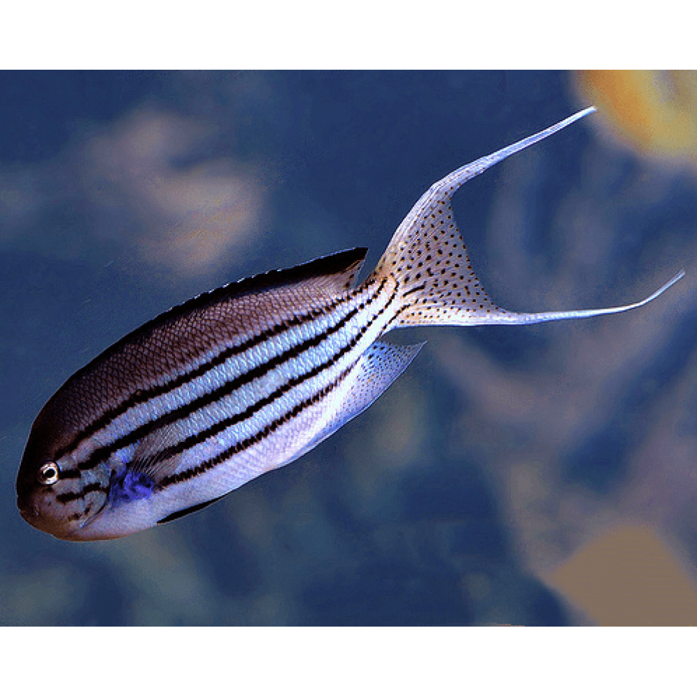 Lamarck Angel (Genicanthus Lamarck) Male