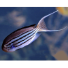 Lamarck Angel (Genicanthus Lamarck) Male