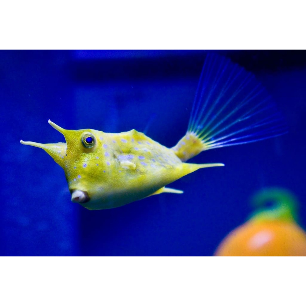 Longhorn Cowfish (Lactoria Cornuta)