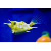 Longhorn Cowfish (Lactoria Cornuta)