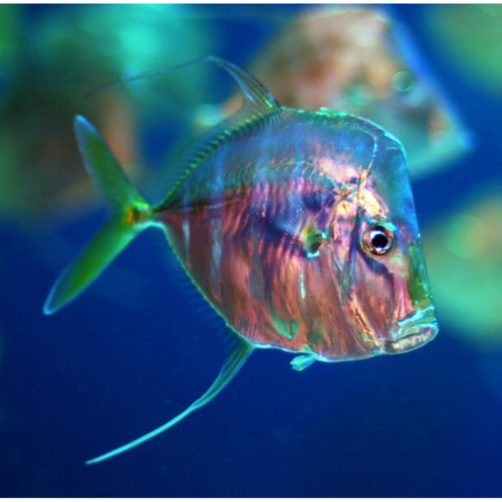 Lookdown Fish (Selene Vomer) Captive Bred