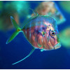 Lookdown Fish (Selene Vomer) Captive Bred