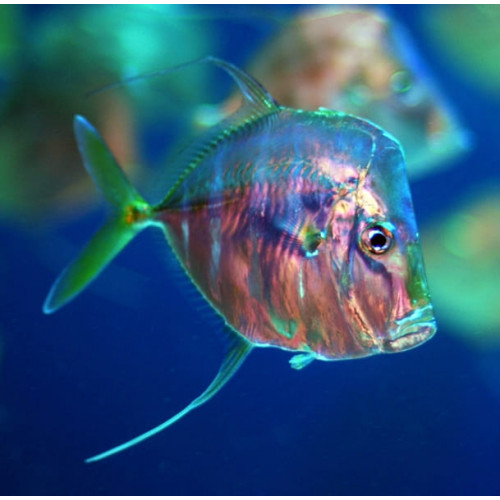 Lookdown Fish (Selene Vomer) Captive Bred