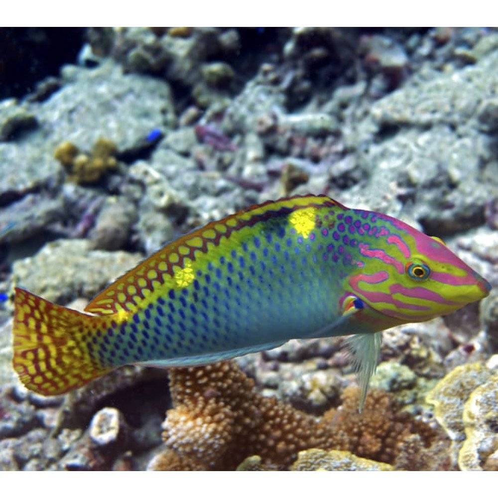 Marble Wrasse (Halichoeres Hortulanus)