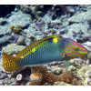 Marble Wrasse (Halichoeres Hortulanus)