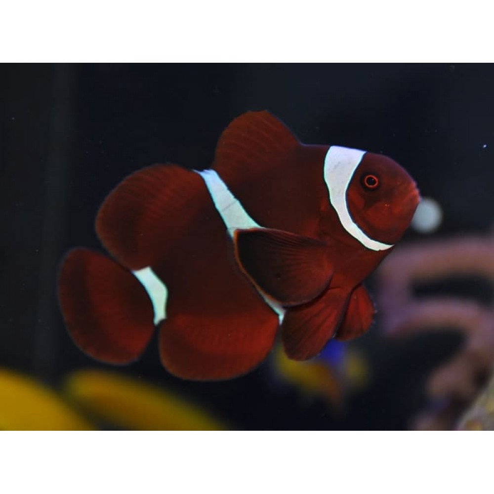 Maroon Clown (Premnas Biaculeatus)