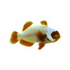 Maroon Clown Gold Nugget (Premnas Biaculeatus) Captive Bred