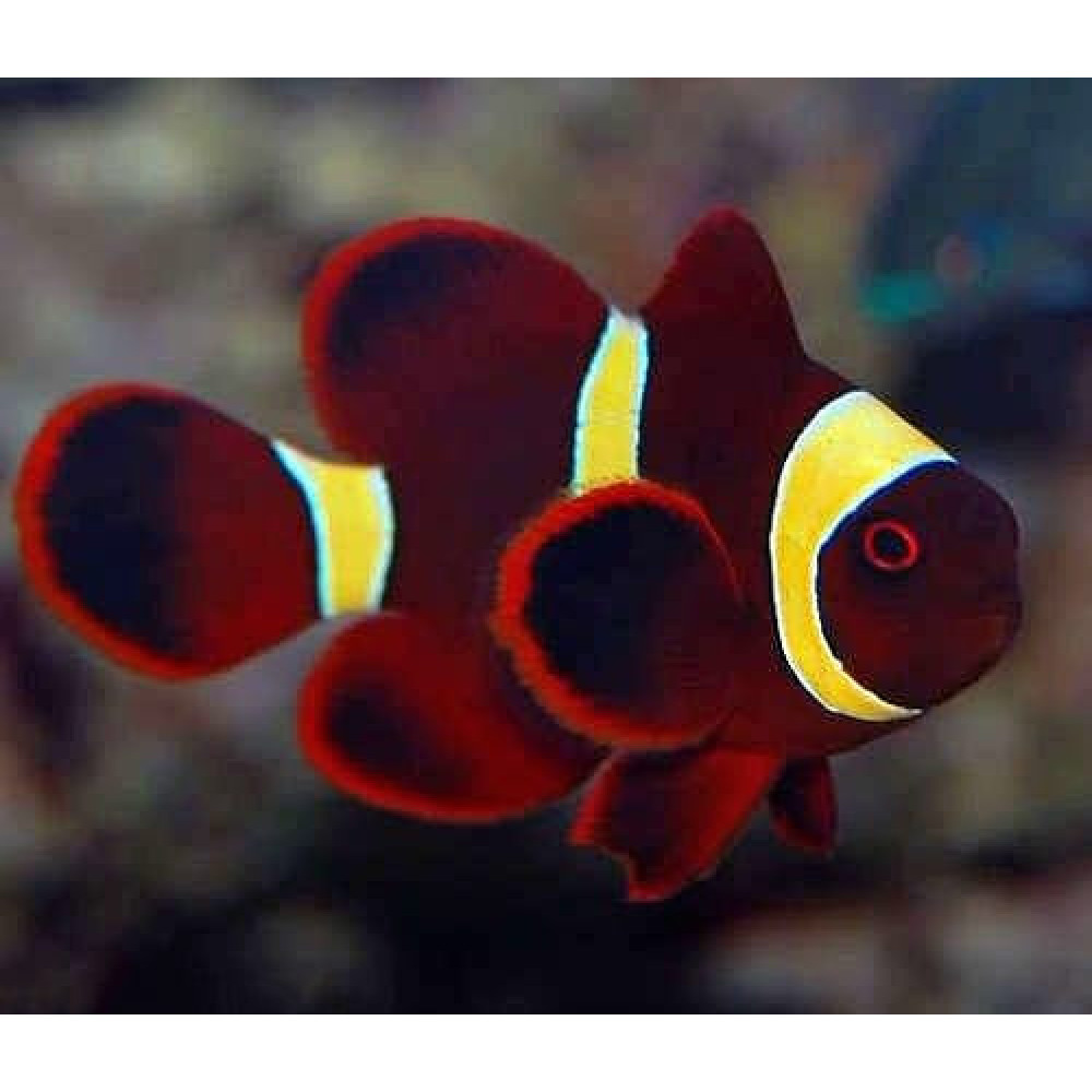 Maroon Clown Yellowstripe (Premnas Biaculeatus) Captive Bred