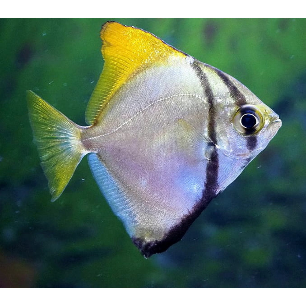 Mono Fish (Monodactylus Argenteus)