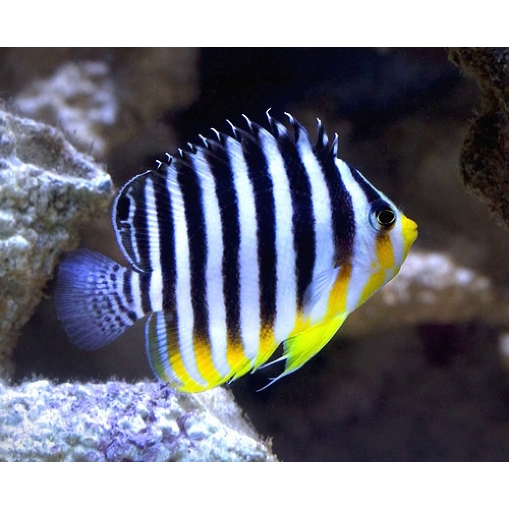Multibar Angelfish (Paracentropyge Multifasciata) Bali Aquarich