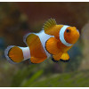 Ocellaris Clown (Amphiprion Ocellaris) Captive Bred