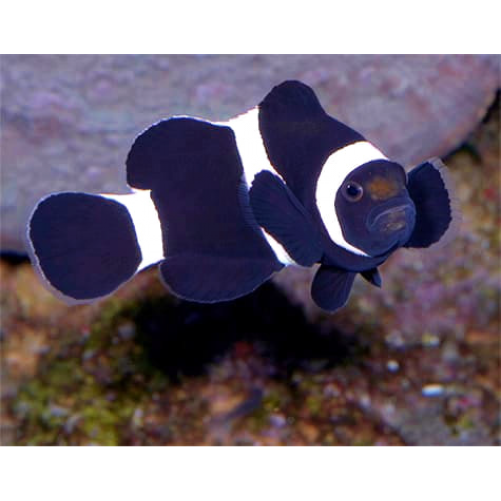 Ocellaris Clown Black & White (Amphipron Ocellaris) Captive Bred