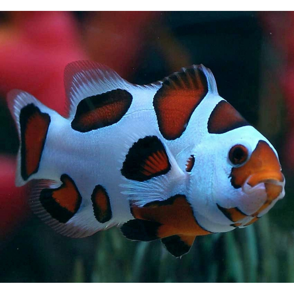 Orange Storm Clown (Amphiprion Ocellaris) Captive Bred