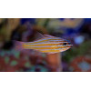 Orange Stripe Cardinal (Apogon Cyanosoma)