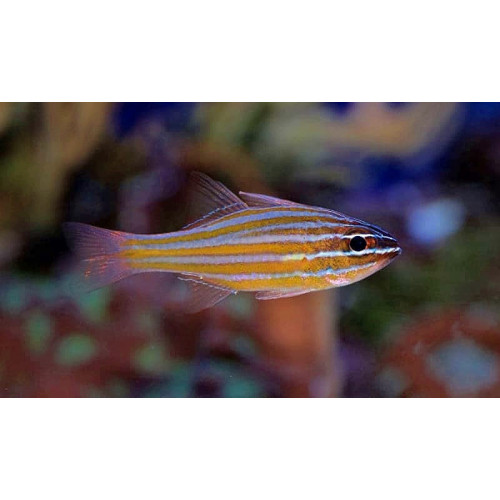 Orange Stripe Cardinal (Apogon Cyanosoma)
