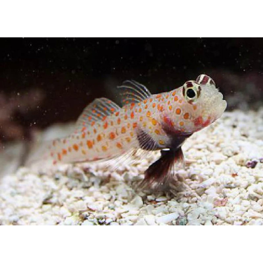 Orangespot Prawn Goby (Amblyeleotris Guttata)