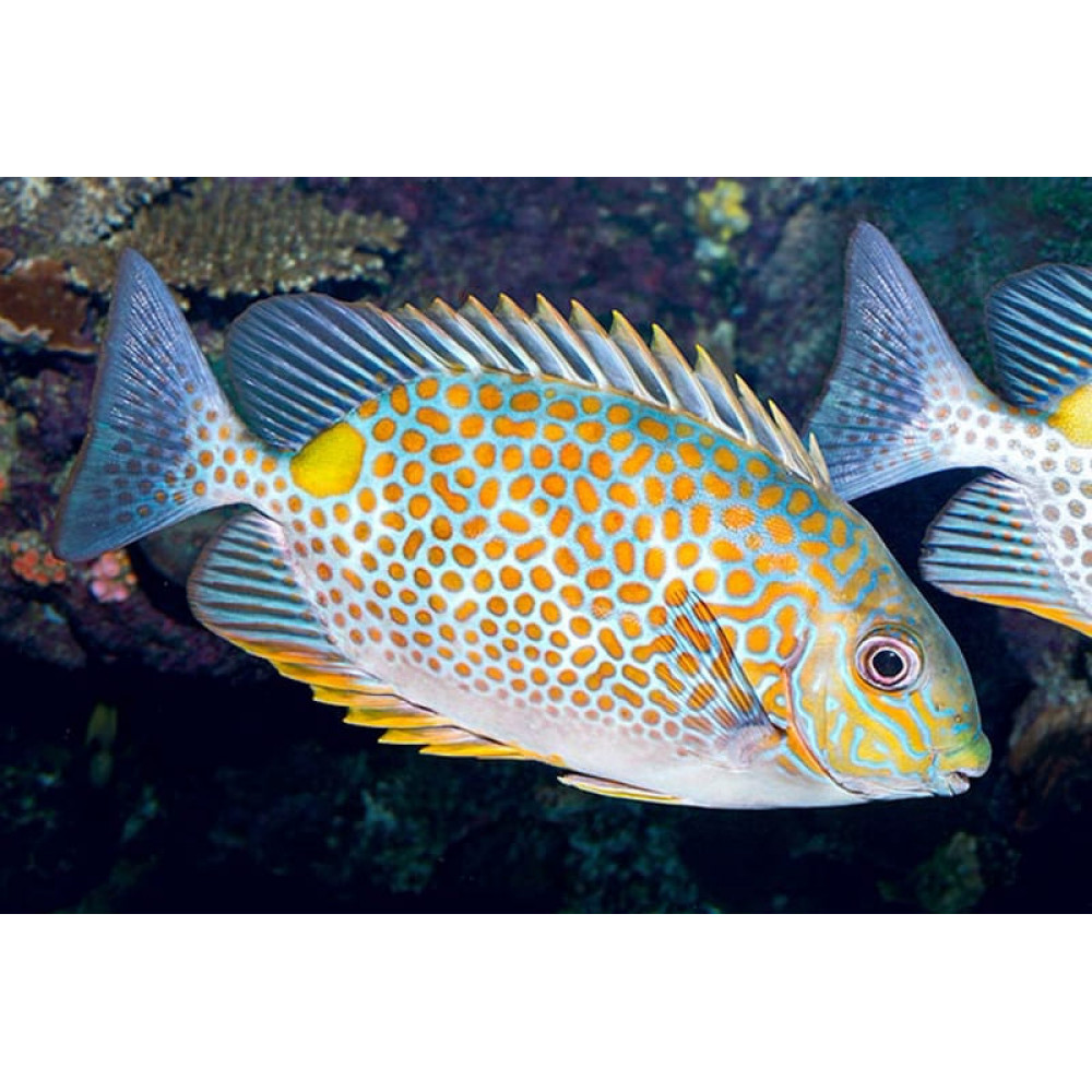 Orangspot Rabbit (Siganus Guttatus)