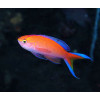 Sunset Anthias (Pseudanthias Parvirostris) Male