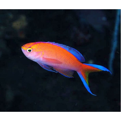 Sunset Anthias (Pseudanthias Parvirostris) Male