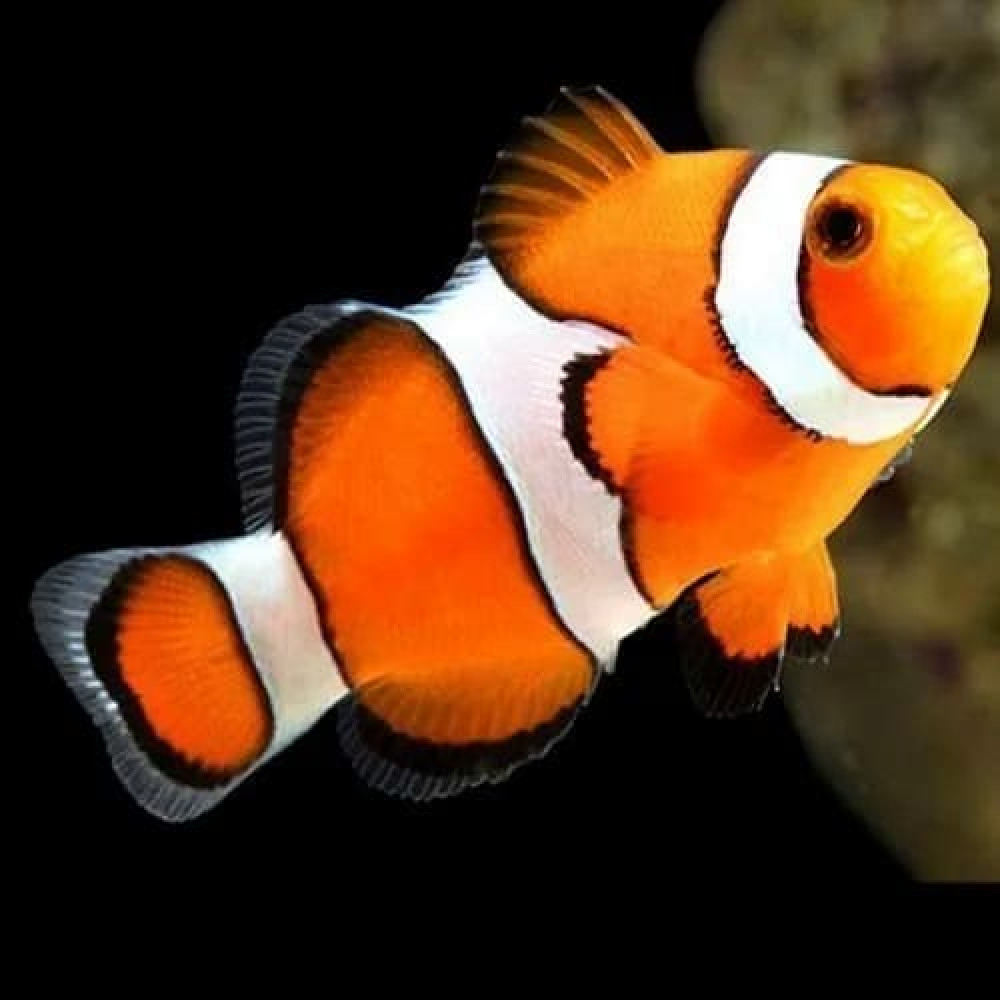 Percula Clown True (Amphiprion Percula) Captive-Bred