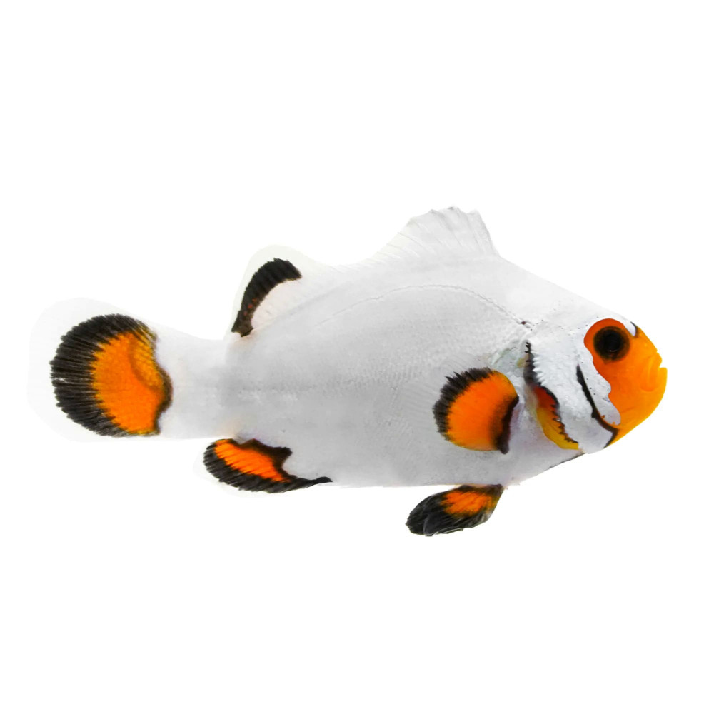 Picasso Clown Platinum (Amphiprion Percula) Captive-Bred