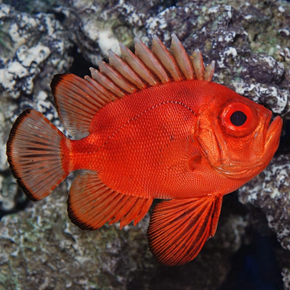 Popeye Catalufa (Pristigenys Serrula)