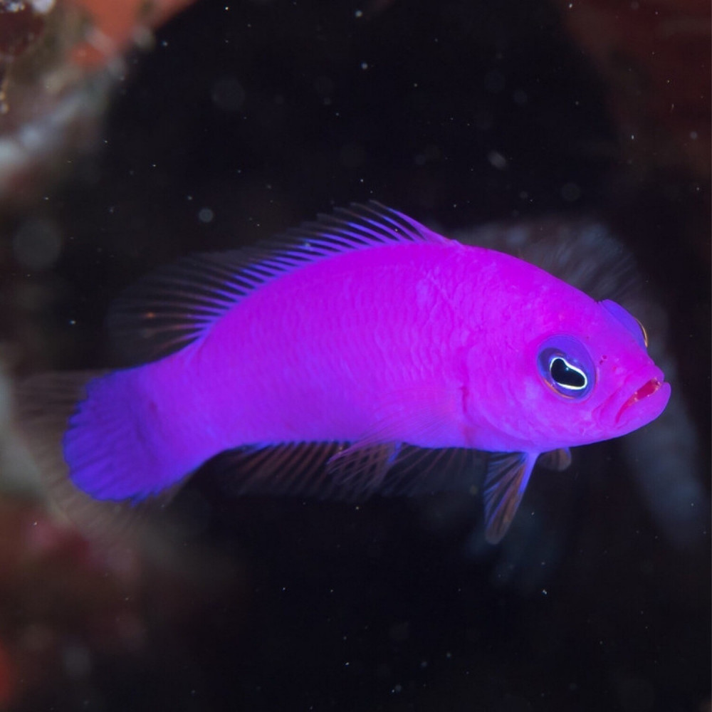 Purple Dottyback (Pseudochromis Porphyreus)