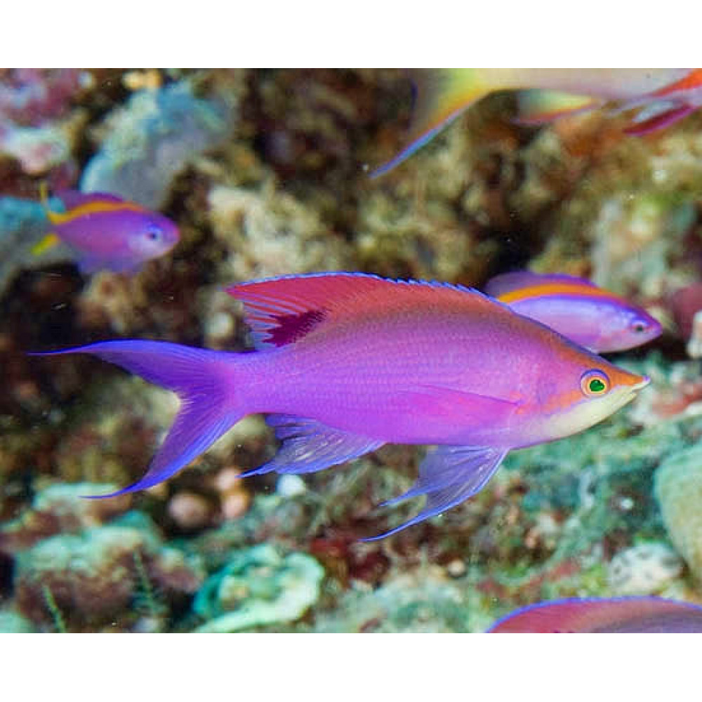 Purple Queen Anthias (Pseudanthias Tuka) Female