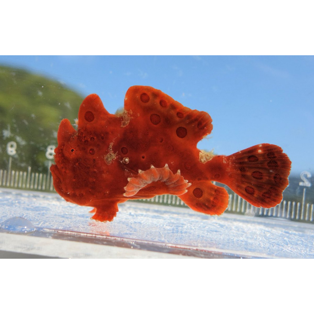 Red Angler (Antennarius sp.)