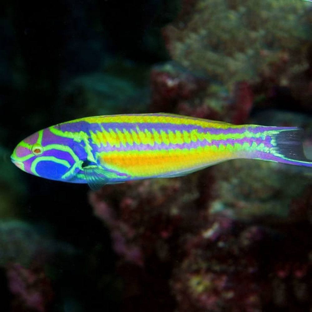 Rainbow Wrasse (Thalassoma Quinquevittatum)