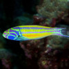 Rainbow Wrasse (Thalassoma Quinquevittatum)