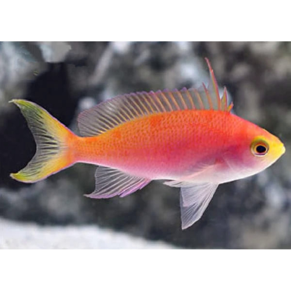 Randall's Anthias (Pseudanthisas Randalli) Female