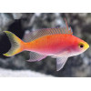 Randall's Anthias (Pseudanthisas Randalli) Female