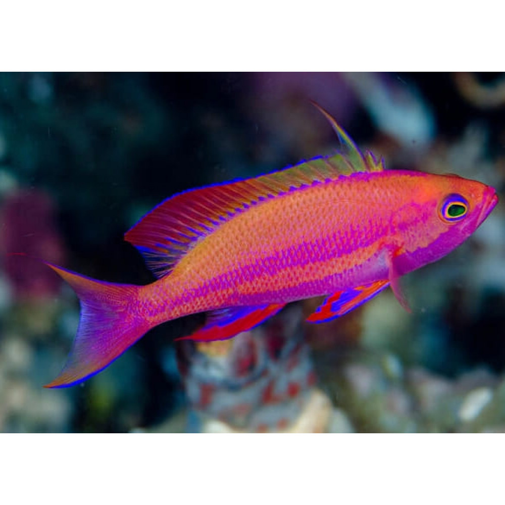 Randall's Anthias (Pseudanthisas Randalli) Male