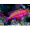 Randall's Anthias (Pseudanthisas Randalli) Male