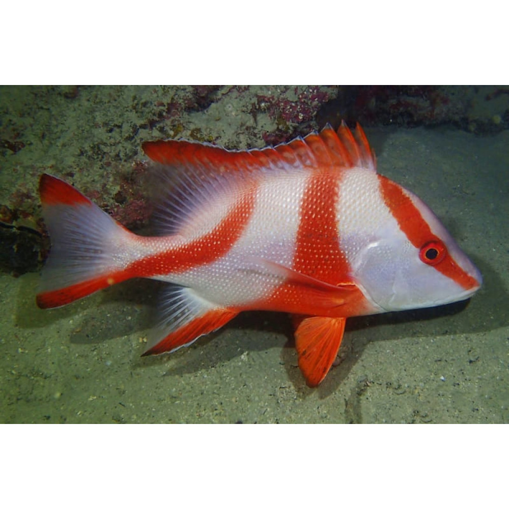 Red Emperor Snapper (Lutjanus Sebae)