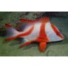Red Emperor Snapper (Lutjanus Sebae)