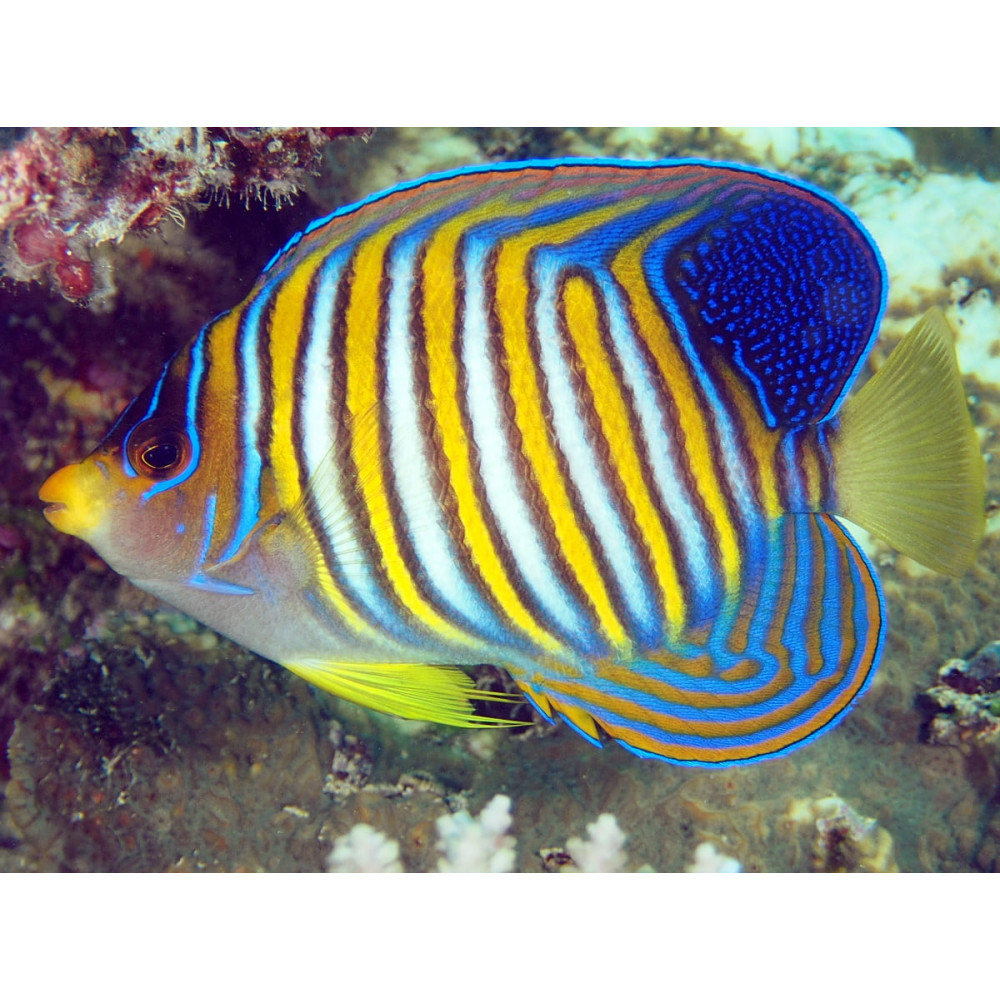 Regal Angelfish (Pygoplites Diacanthus) White belly