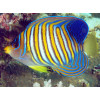 Regal Angelfish (Pygoplites Diacanthus) White belly