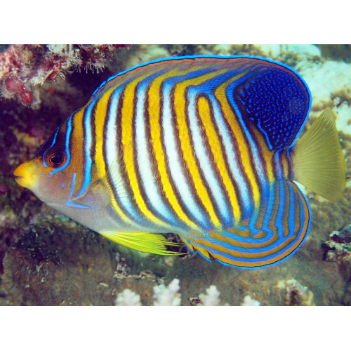 Regal Angelfish (Pygoplites Diacanthus) White belly