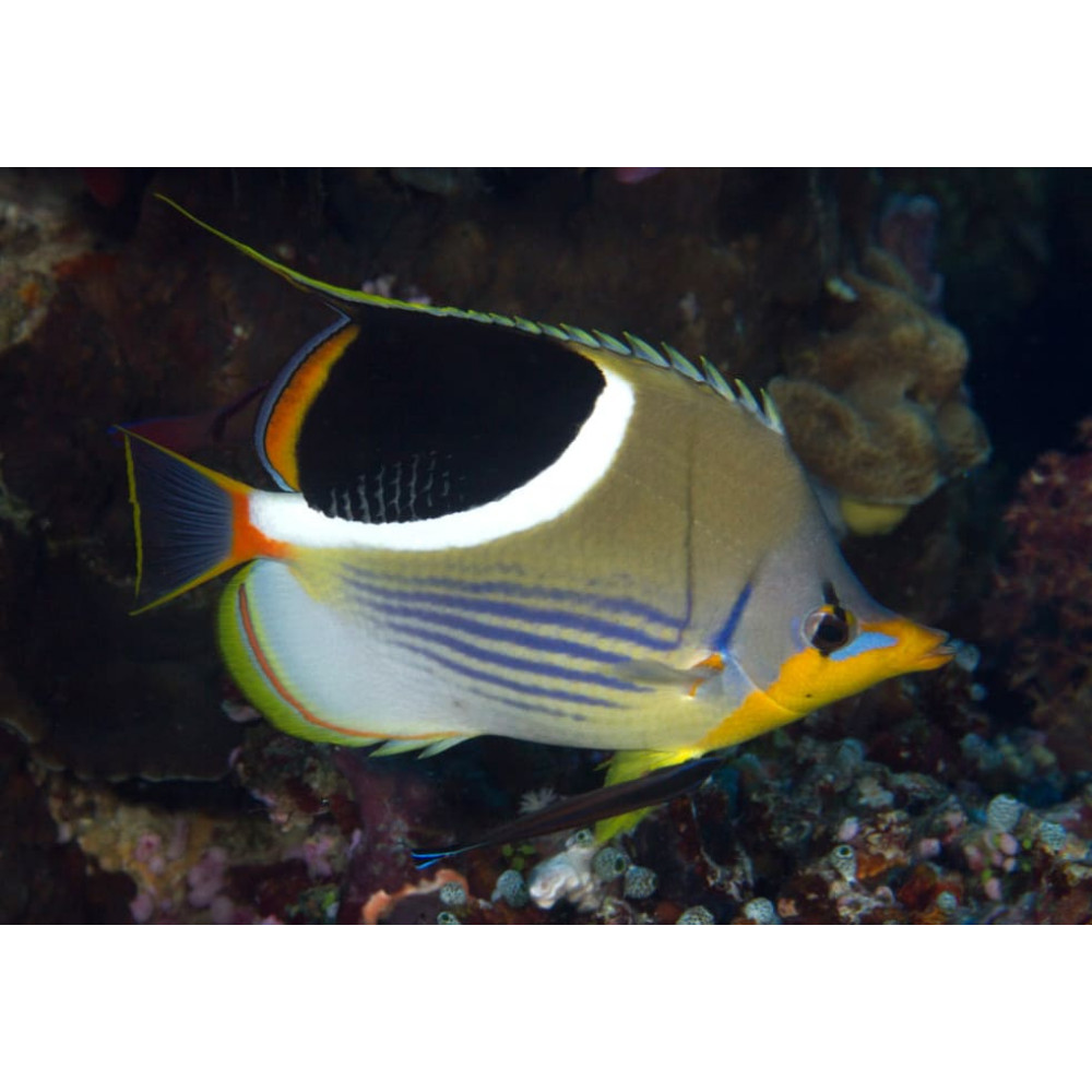 Saddleback Butterfly (Chaetodon Ephippium)