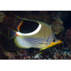 Saddleback Butterfly (Chaetodon Ephippium)