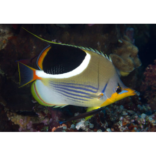 Saddleback Butterfly (Chaetodon Ephippium)