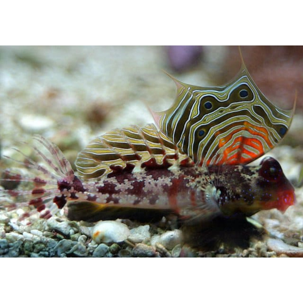 Scooter Blenny (Synchiropus Stellatus) Male